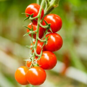 In unserem nachhaltigen Bio-Gewächshaus gedeihen die besten Bio-Tomaten und weiteres Bio-Gemüse in höchster Qualität. Unsere umweltbewusste Anbaumethode sichert Frische und Geschmack für Genießer und unterstützt zugleich nachhaltige Landwirtschaft.