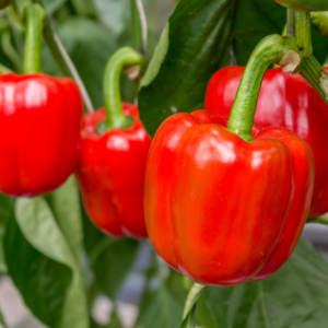 Genießen Sie beste Qualität und Nachhaltigkeit mit unseren Bio-Paprikasorten und anderem Bio-Gemüse. Unsere umweltfreundliche Anbaumethode garantiert Frische und Geschmack auf höchstem Niveau.