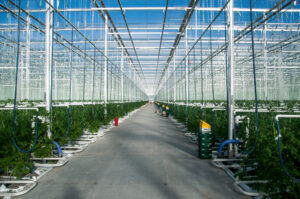 In addition to tomato and pepper plants, organic cucumbers and organic eggplants are also lovingly cultivated in our sustainable organic greenhouse. Experience the freshness and quality of our organic fruit vegetables from controlled cultivation.
