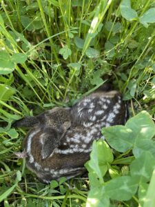 Our approach to organic vegetable cultivation includes a diverse crop rotation with clover grass and flowering meadows, which promote biodiversity and support species protection. We use innovative and efficient AI-supported drones with an autonomous fawn detection system that helps to rescue young animals.