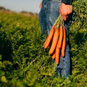 Unsere Bio-Möhren und anderes Bio-Gemüse stehen für bestes Biogemüse in bester Qualität. Erntefrisch und nachhaltig angebaut, bieten wir euch hochwertige Bioprodukte, die mit Sorgfalt und Liebe zum Detail kultiviert werden. Genießt die Frische und den vollen Geschmack unseres Gemüses, das direkt vom Feld auf euren Teller kommt.