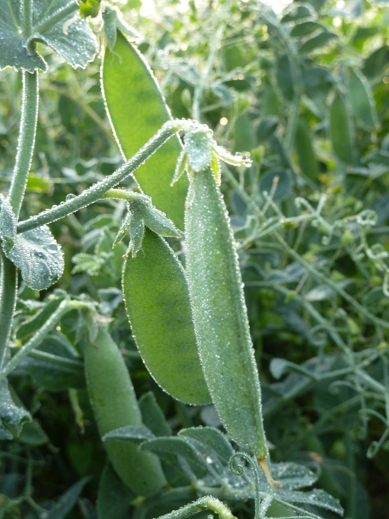 Our sustainable frozen foods with organic vegetables, including organic peas, come directly from Westhof. Here, the highest quality is guaranteed through sustainable cultivation, so that you can enjoy healthy meals in your kitchen.