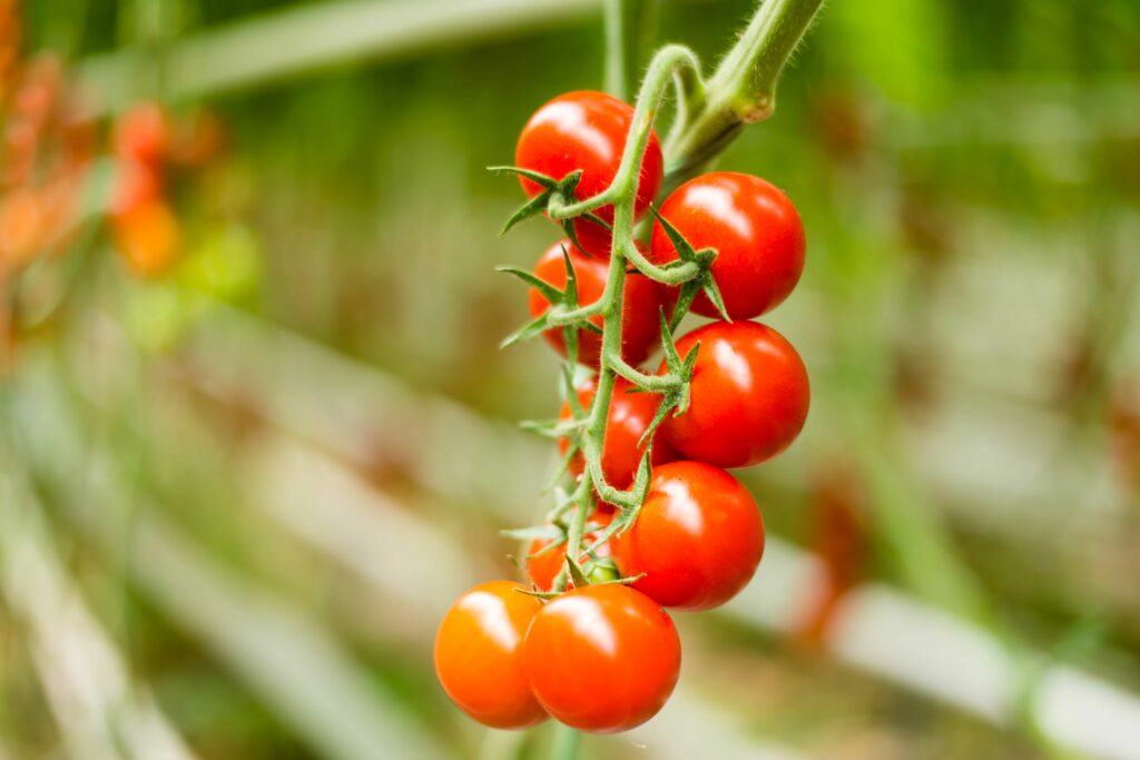 In our sustainable organic greenhouse, the finest organic tomatoes and other vegetables grow in the highest quality. Our eco-conscious cultivation methods ensure freshness and flavor for food lovers while supporting sustainable farming.