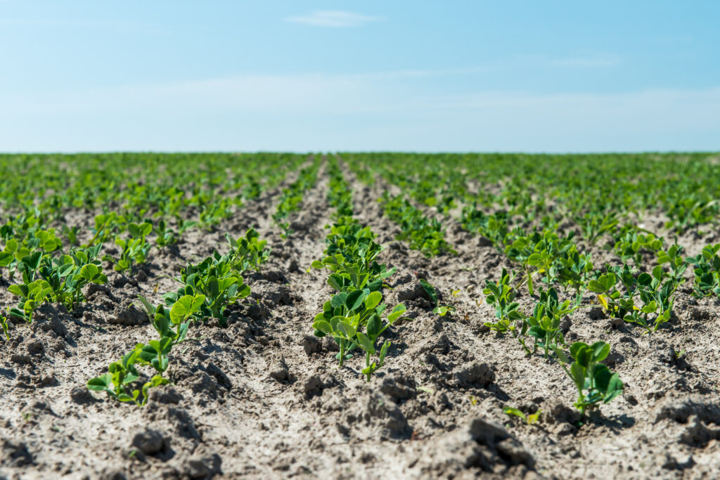 Organic cabbage, organic broccoli, and organic carrots thrive on our Westhof farm in the best soil quality and fresh North Sea air. Our young plants are grown with the utmost care to produce first-class organic vegetables. Trust in our organic products for healthy, delicious, and sustainable nutrition.