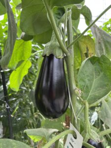 Our organic tomatoes and organic peppers are grown in our own sustainable organic greenhouse. Here, we guarantee the best quality through careful organic cultivation and our own harvest, which combines freshness and sustainability.