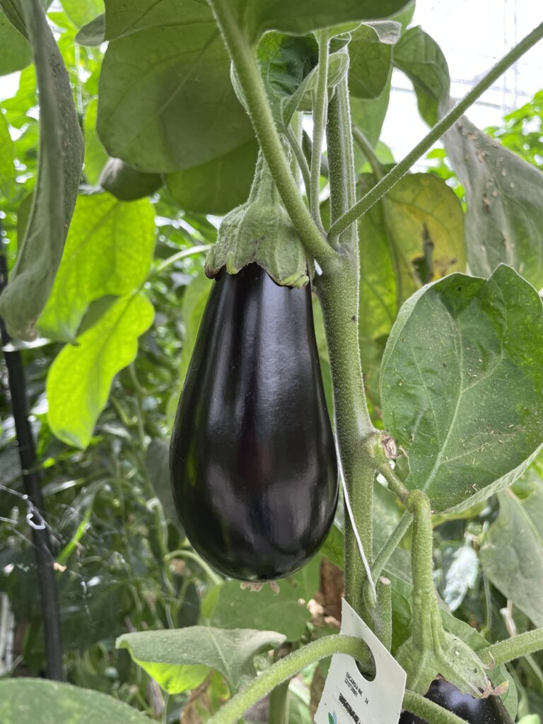 Our organic tomatoes and organic peppers are grown in our own sustainable organic greenhouse. Here, we guarantee the best quality through careful organic cultivation and our own harvest, which combines freshness and sustainability.