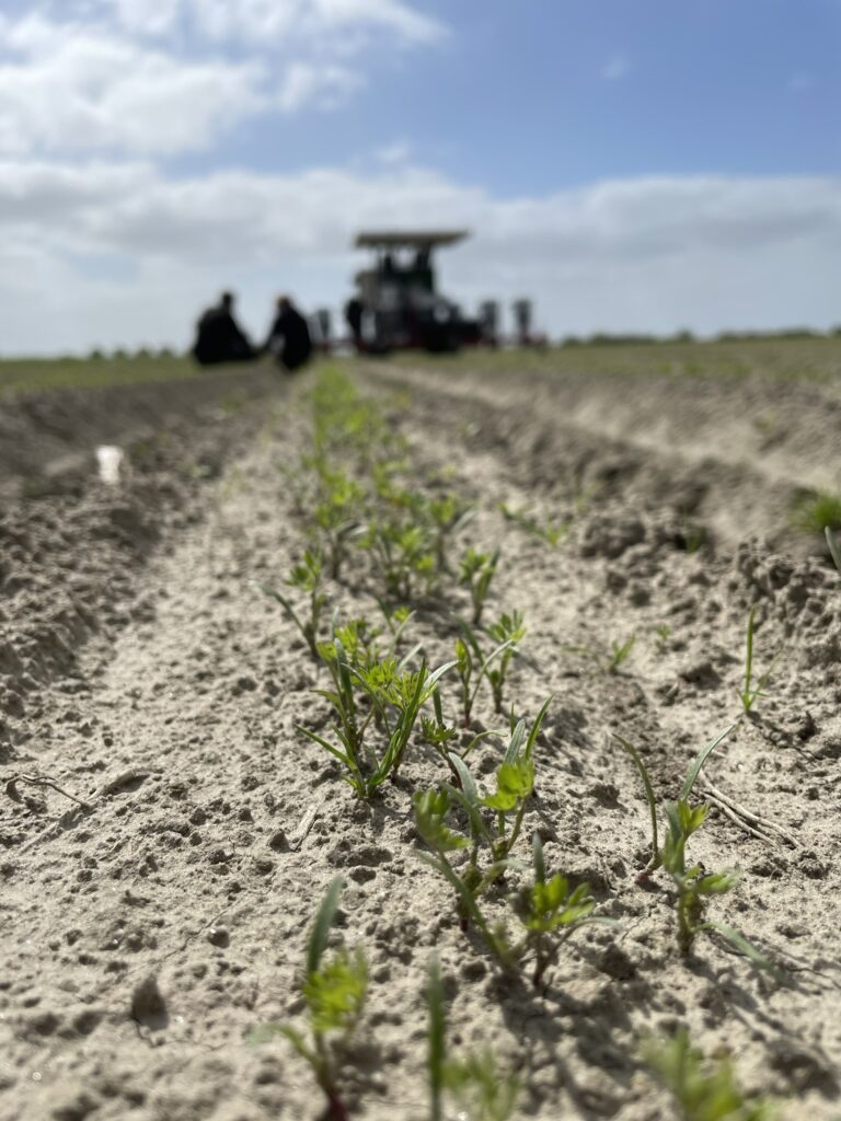 Innovative weed control at Westhof: our weeding robots use advanced technology for sustainable organic farming. This allows our organic carrots and organic beetroot to thrive and achieve optimal quality.