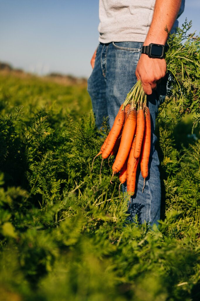 Our organic carrots and other organic vegetables represent the best organic vegetables of the highest quality. Freshly harvested and sustainably grown, we offer you high-quality organic products that are cultivated with care and attention to detail. Enjoy the freshness and full flavor of our vegetables, which come directly from the field to your plate.