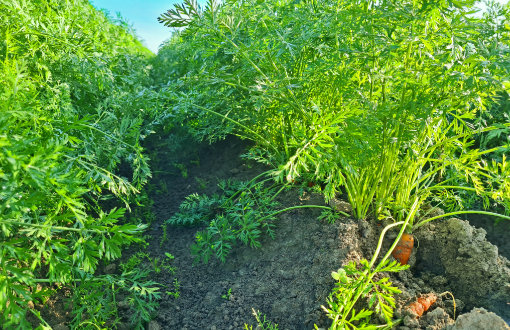 Our organic carrots are the result of careful organic cultivation and ecological farming. These crisp carrots are grown with the utmost care as part of our high-quality organic vegetable range. Our focus on sustainable practices ensures that every carrot makes its way from the field to your plate in the best possible quality.