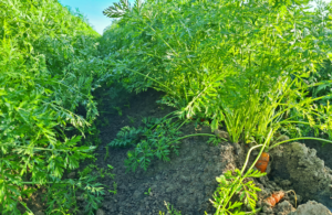 Our organic carrots are the result of careful organic cultivation and ecological farming. These crisp carrots are grown with the utmost care as part of our high-quality organic vegetable range. Our focus on sustainable practices ensures that every carrot makes its way from the field to your plate in the best possible quality.