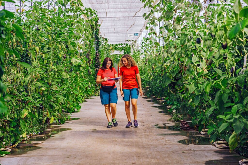 Our long-term commitment to organic vegetables is evident in every organic bell pepper, organic tomato, and organic eggplant that we cultivate with the highest quality and dedication. Our motivated employees work hard every day to offer you the best in certified organic farming